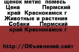 щенок метис (помесь) › Цена ­ 7 000 - Пермский край, Краснокамск г. Животные и растения » Собаки   . Пермский край,Краснокамск г.